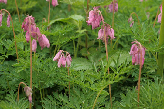 Image of Pacific bleeding heart