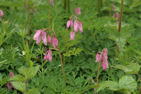 Image of Pacific bleeding heart