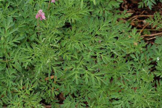 Image of Pacific bleeding heart