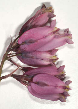 Image of Pacific bleeding heart