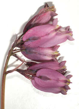 Image of Pacific bleeding heart