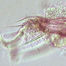 Image of water mites