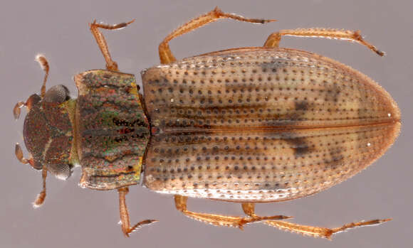 Image of Helophorus (Rhopalohelophorus) brevipalpis Bedel 1881