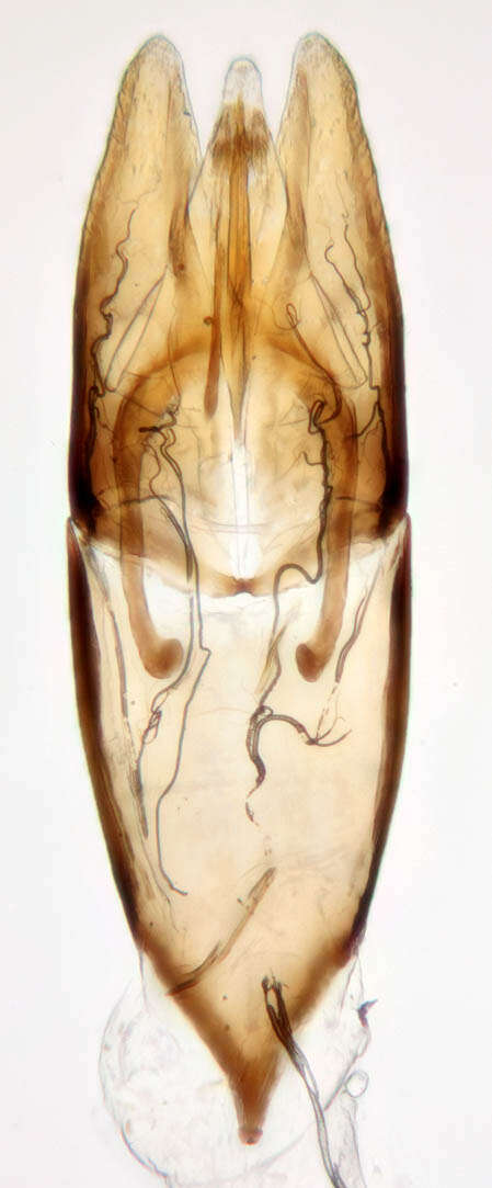 Image of Helophorus (Rhopalohelophorus) brevipalpis Bedel 1881