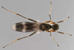 Image of Tachydromia arrogans (Linnaeus 1761)