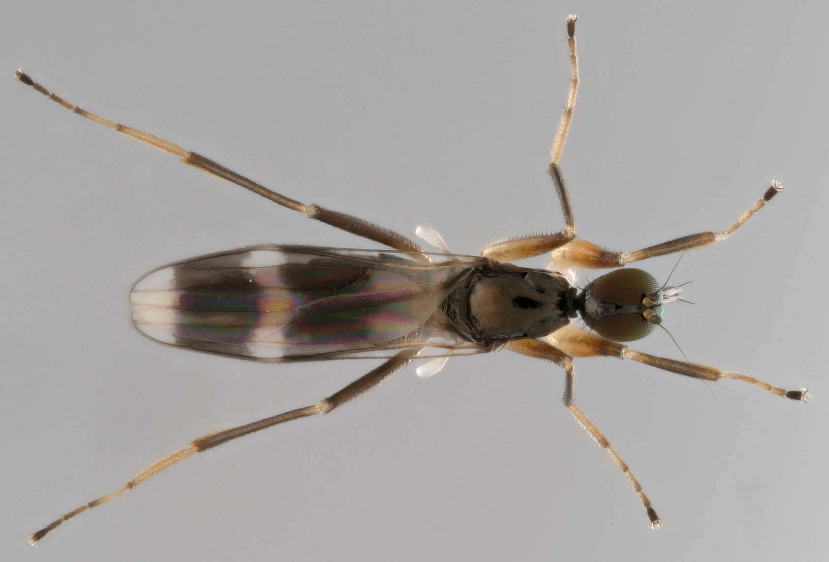 Image of Tachydromia arrogans (Linnaeus 1761)