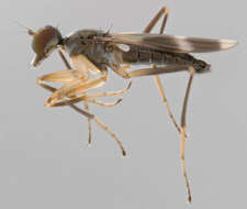 Image of Tachydromia arrogans (Linnaeus 1761)