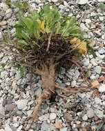 Image of sea beet