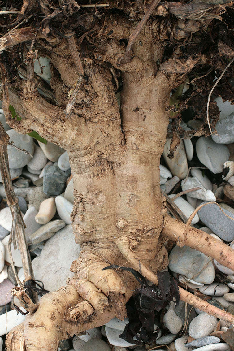 Image of sea beet