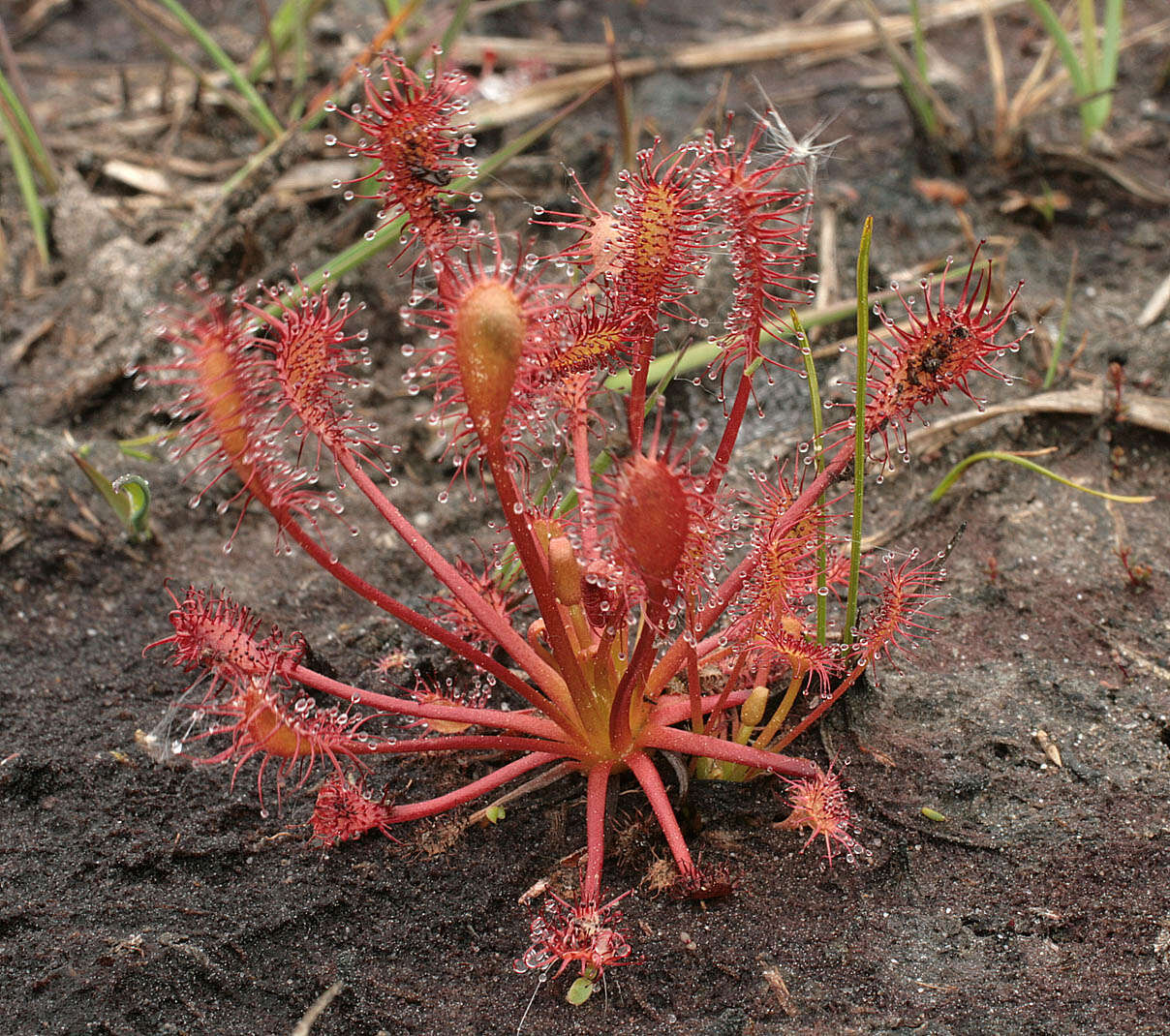 Image of oblong-leaved sundew