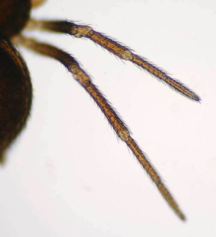 Image of Gongylidium rufipes (Linnaeus 1758)