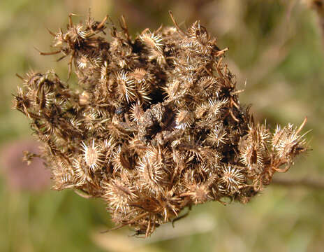 Image of Queen Anne's lace