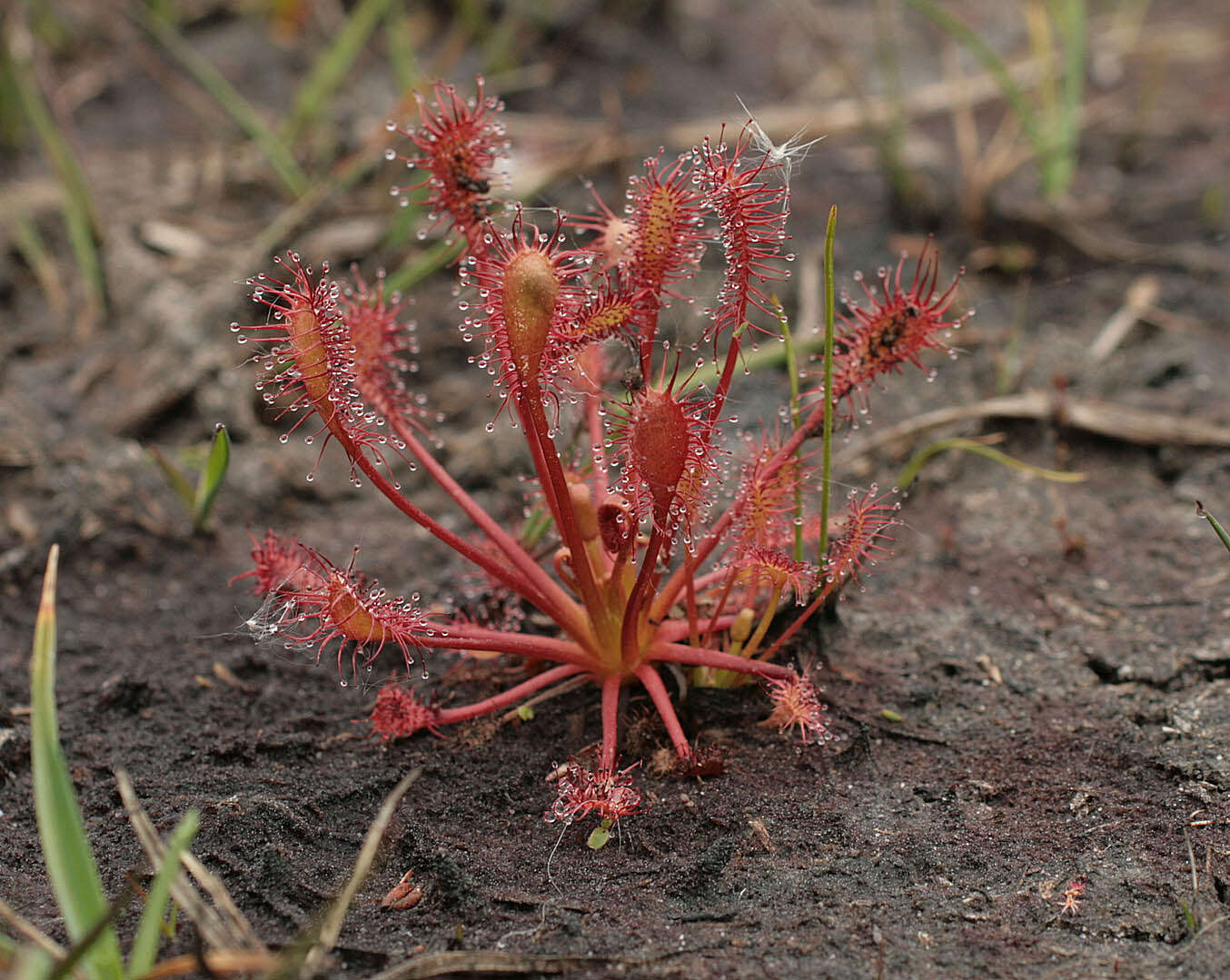 Imagem de Drosera intermedia Hayne