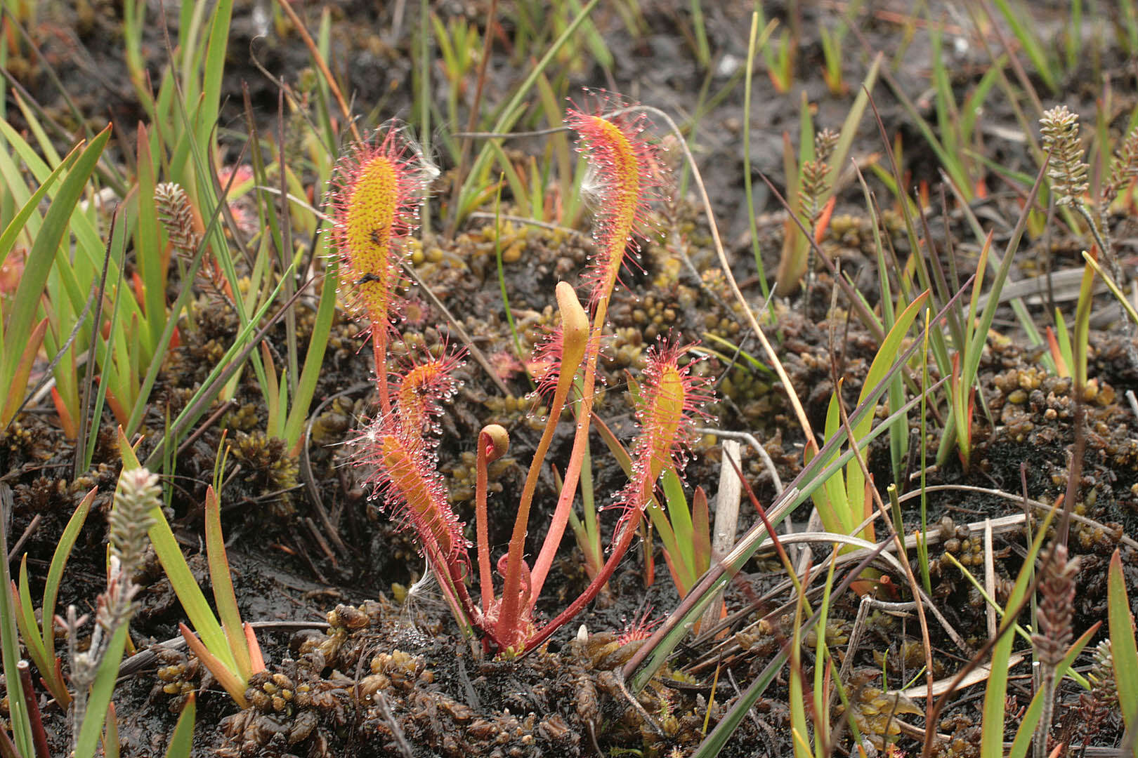 صورة Drosera anglica Huds.