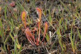 صورة Drosera anglica Huds.