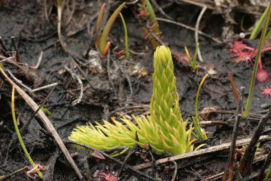 Image of Marsh Clubmoss