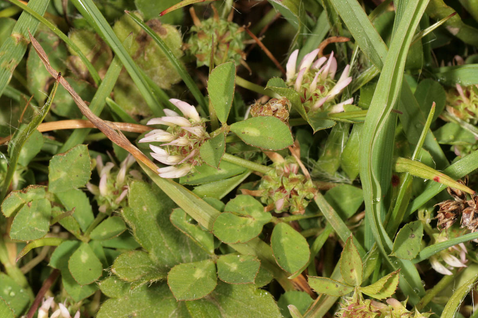 Image de Trifolium glomeratum L.