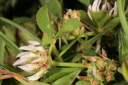 Image de Trifolium glomeratum L.