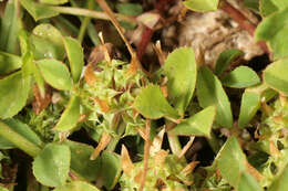 Image de Trifolium glomeratum L.