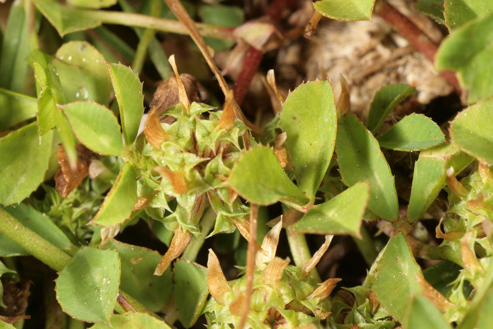 Image de Trifolium glomeratum L.