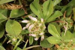 Image de Trifolium glomeratum L.