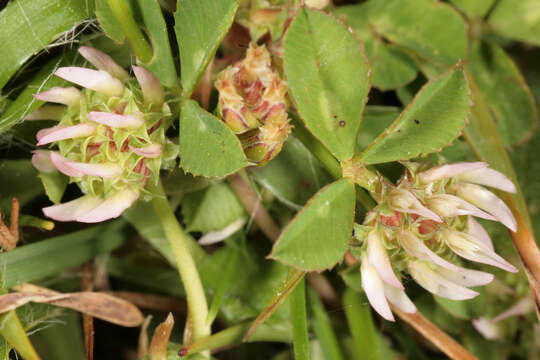 Image de Trifolium glomeratum L.