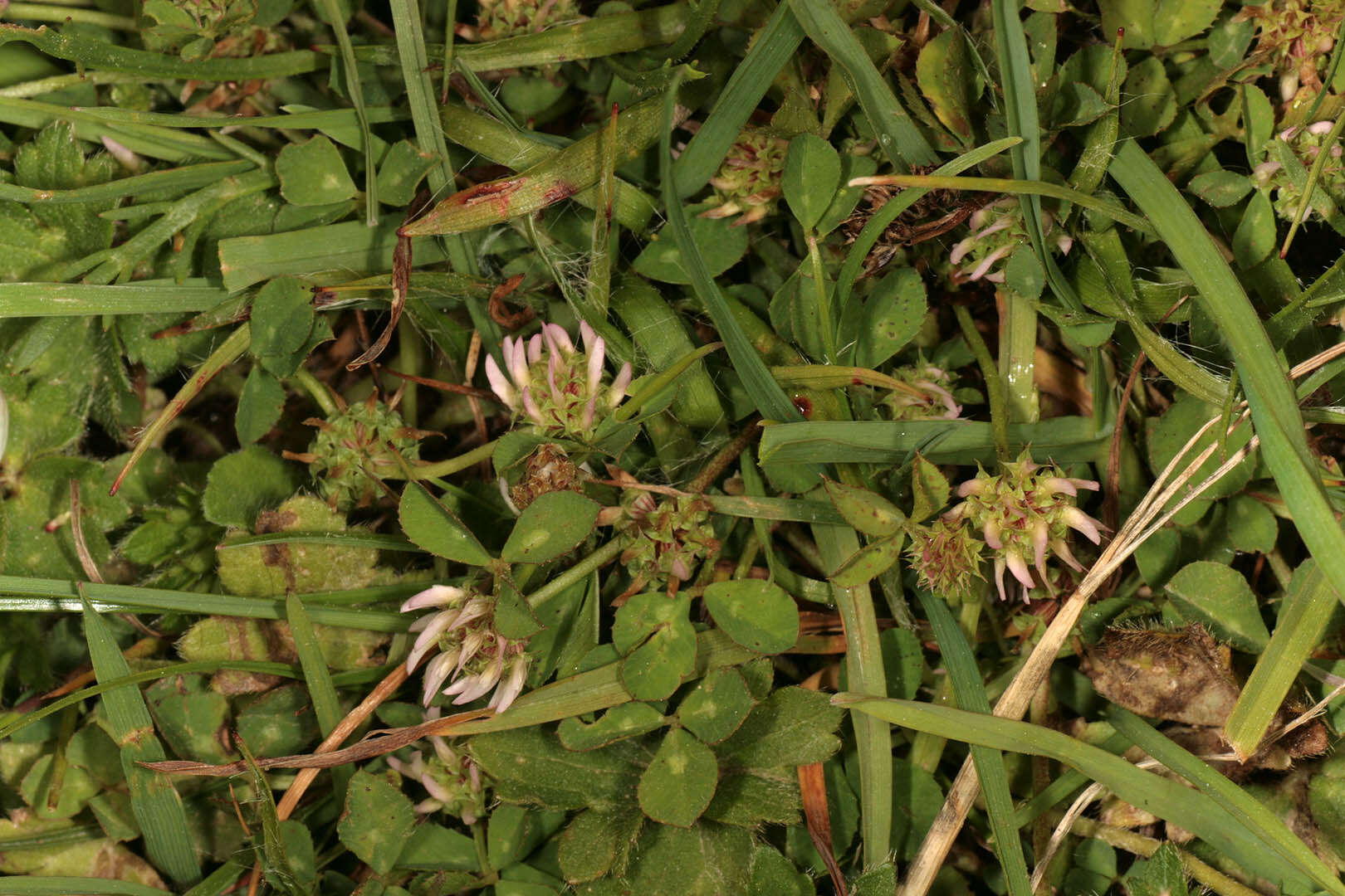 Image de Trifolium glomeratum L.