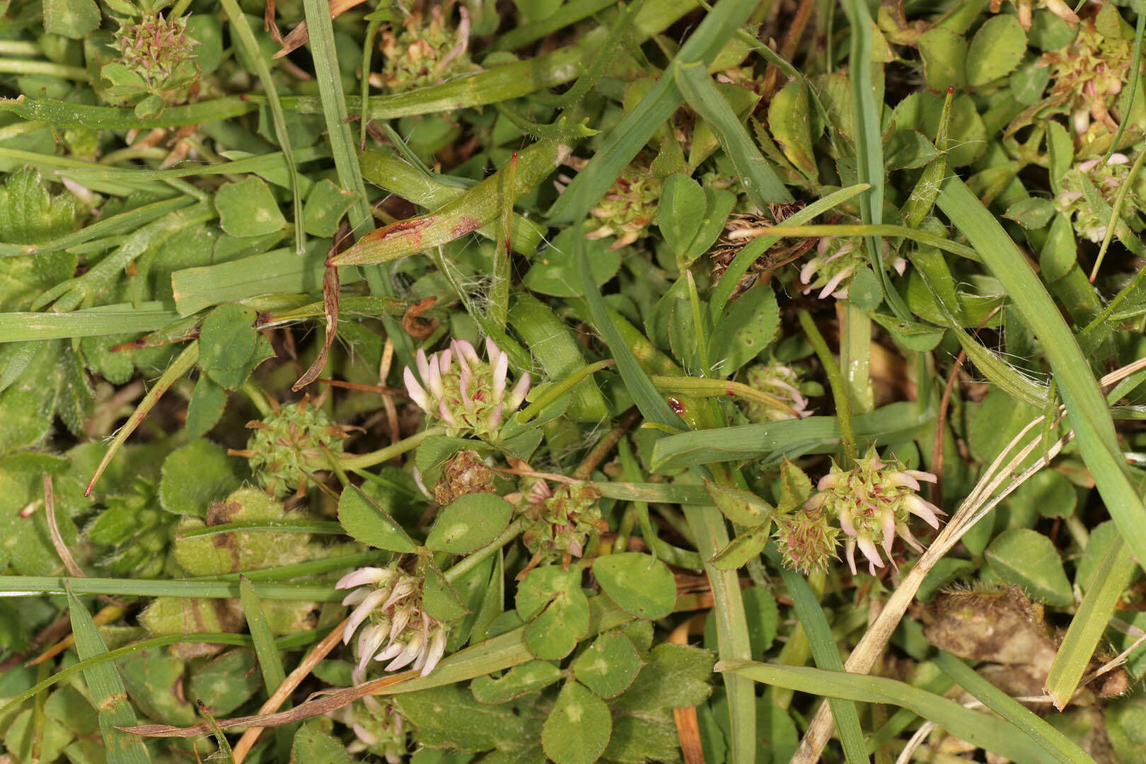 Image de Trifolium glomeratum L.