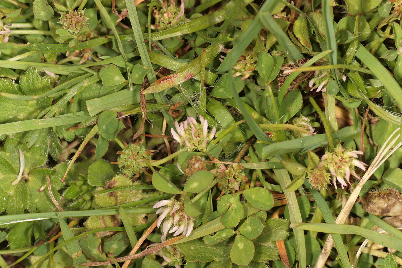 Image de Trifolium glomeratum L.