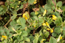 Image of slender hop clover