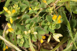 Image of slender hop clover