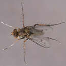Image of Tachytrechus consobrinus (Haliday 1851)