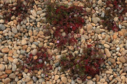 Image of Herb-Robert