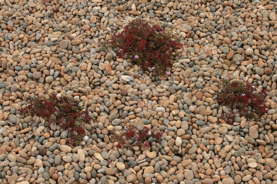 Image of Herb-Robert