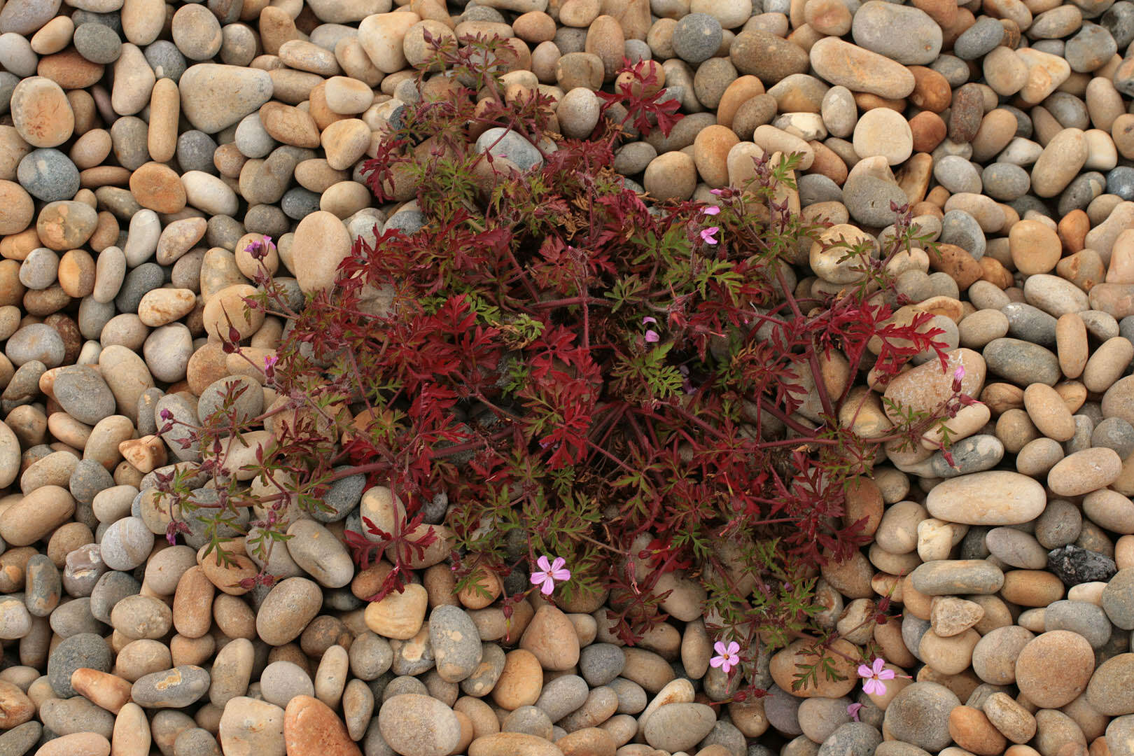 Image of Herb-Robert