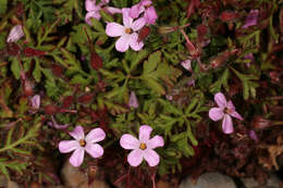 Image of Herb-Robert