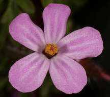 Image of Herb-Robert