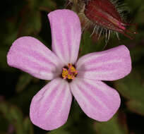 Image of Herb-Robert