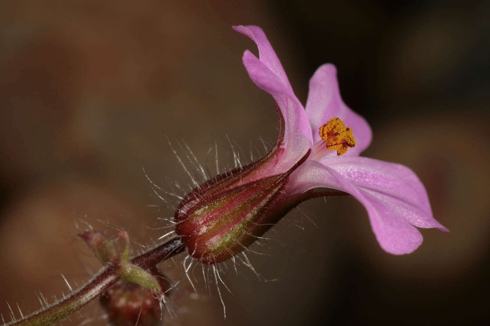 Image of Herb-Robert