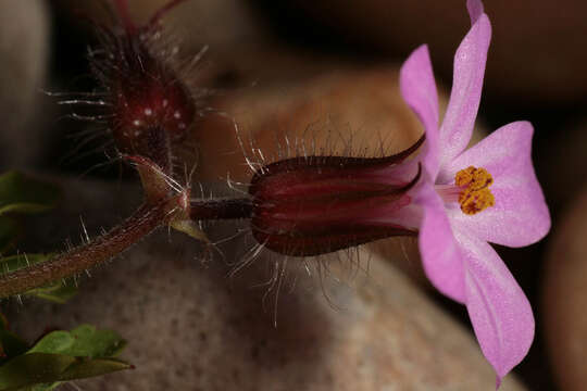 Image of Herb-Robert