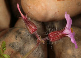 Image of Herb-Robert