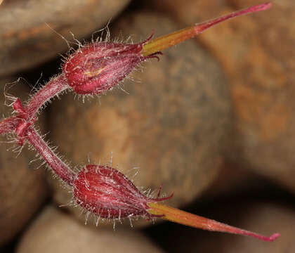 Imagem de Geranium robertianum L.