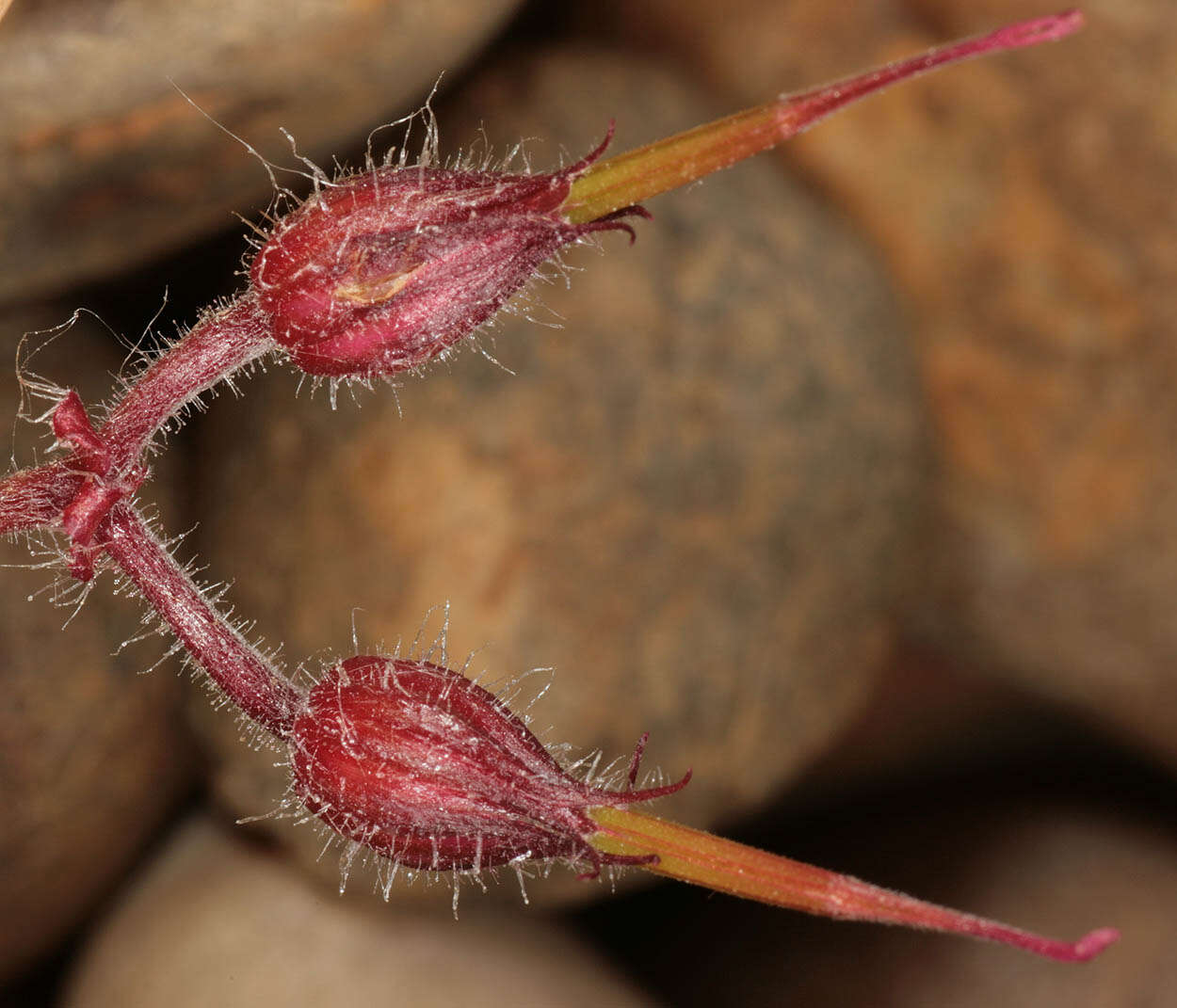 Image of Herb-Robert