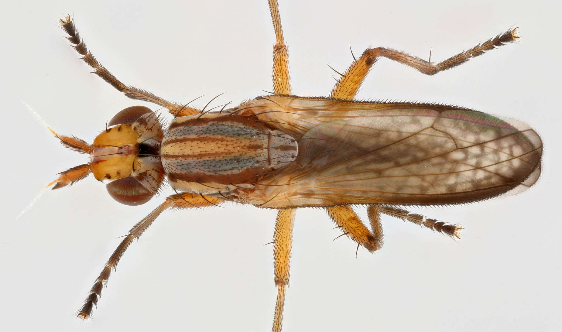 Image de Limnia unguicornis (Scopoli 1763)