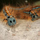 Image of lackey moth