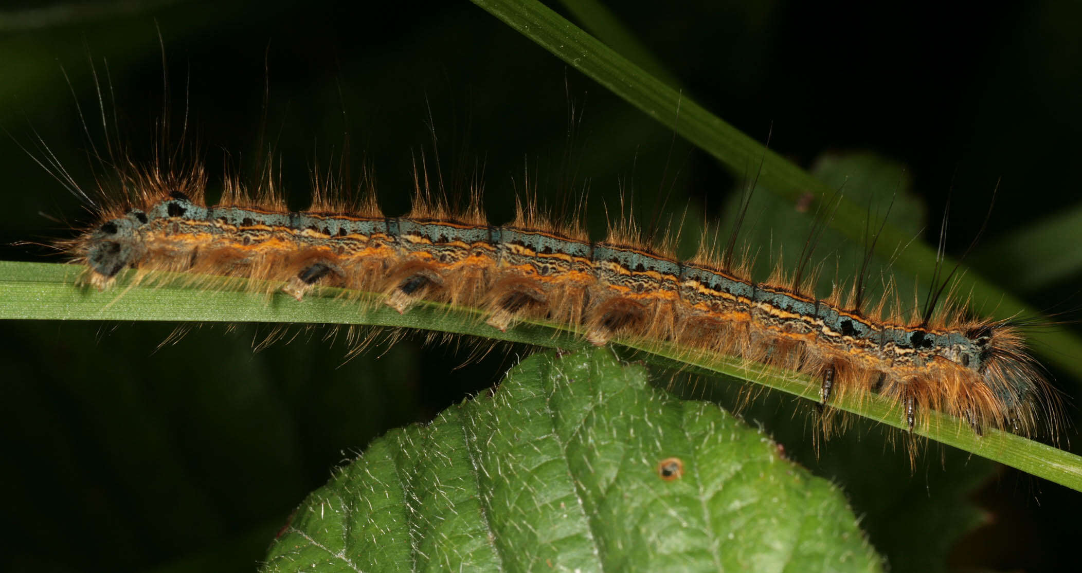 Image of lackey moth