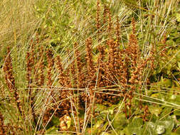 Image of ivy broomrape