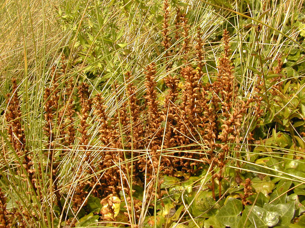 Image of ivy broomrape