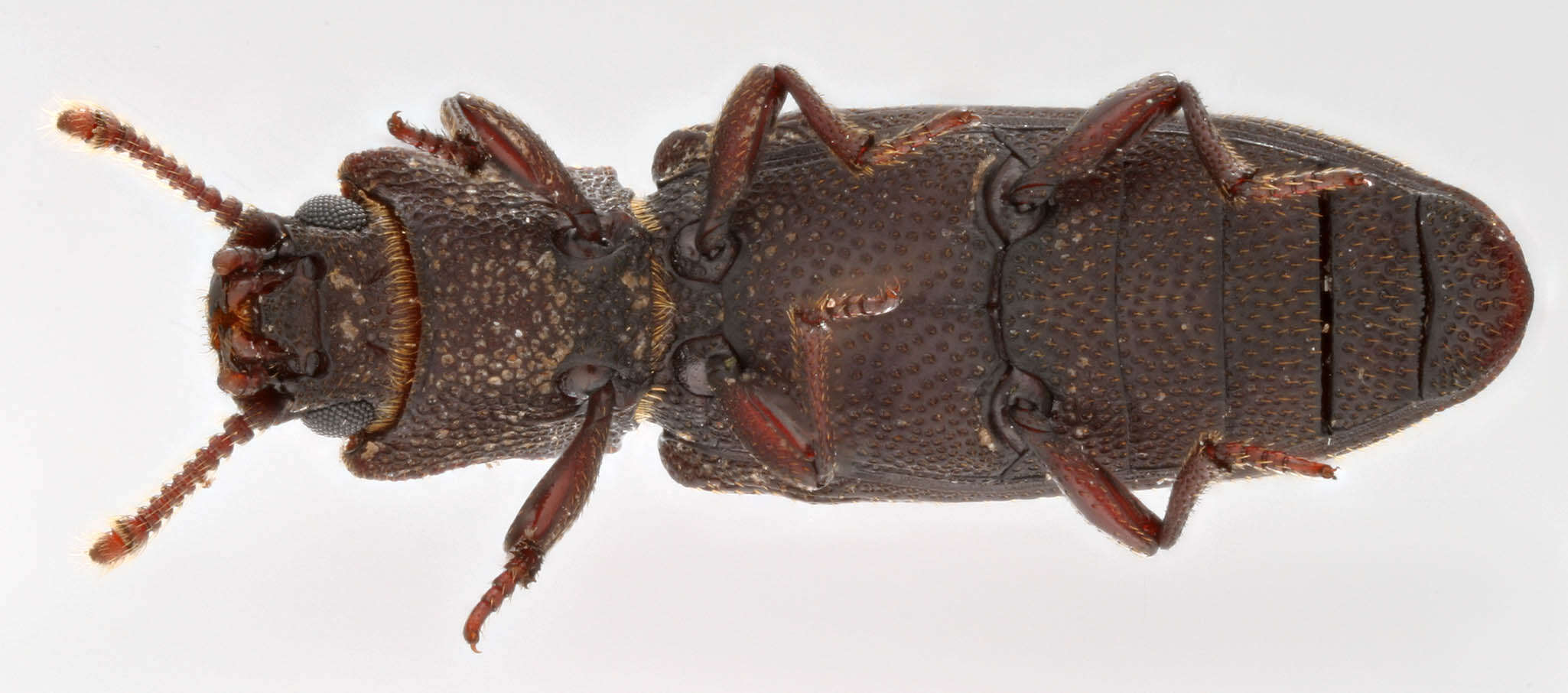 Image of <i>Pycnomerus fuliginosus</i>