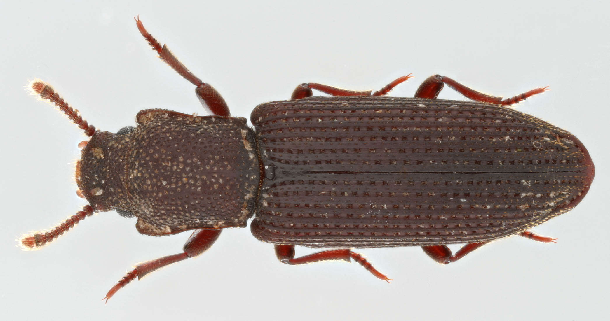 Image of <i>Pycnomerus fuliginosus</i>